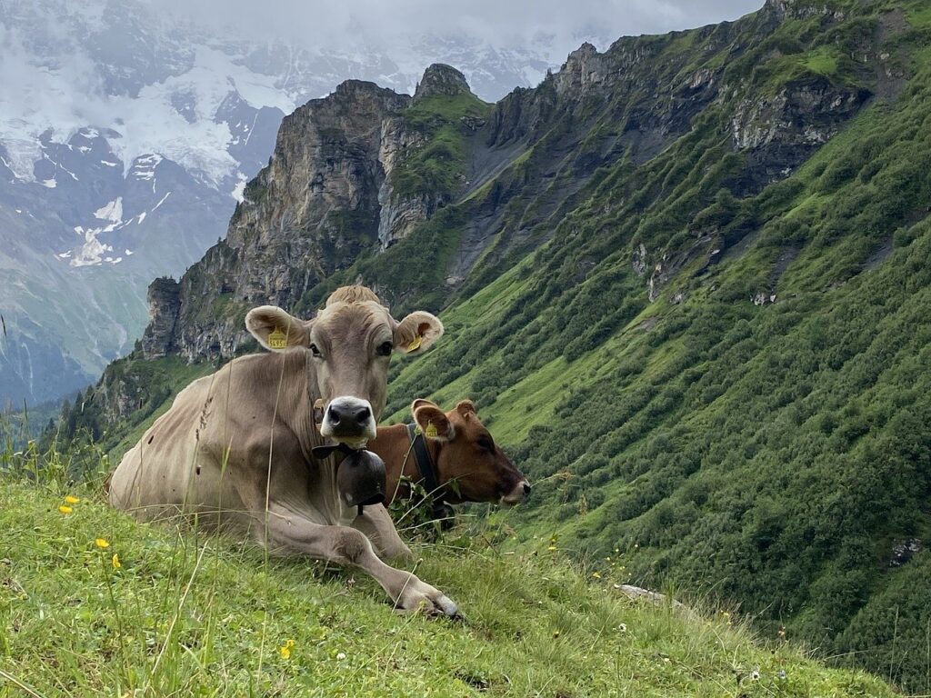 Mucche sulle Alpi