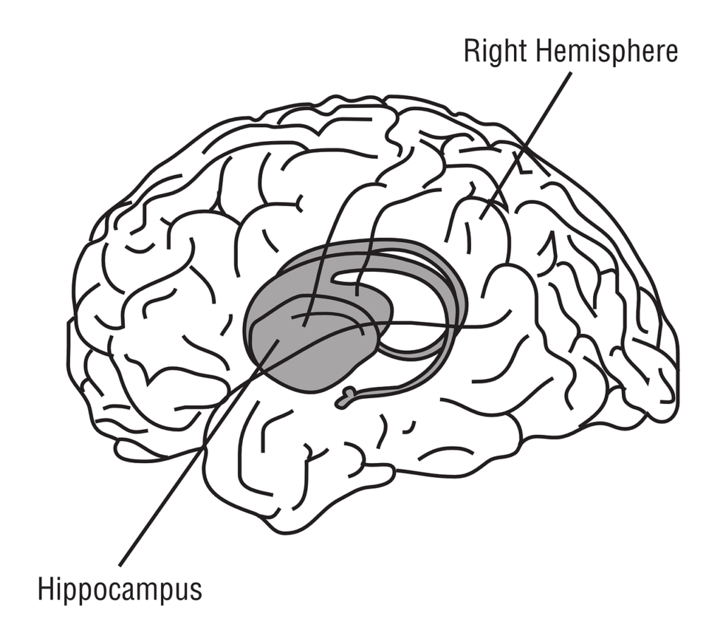 L'ippocampo è la regione del cervello che se stimolata può produrre nuove cellule neuronali anche oltre i 70 anni.